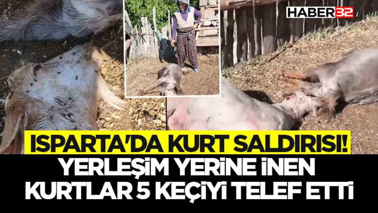 Isparta'da Kurt Saldırısı: 5 Keçi Telef Oldu Isparta'da Kurt Saldırısı: 5 Keçi Telef Oldu