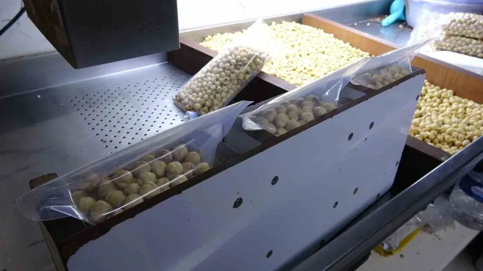 Fındık hasadı bitti, işleme döndü: Üretici 'Tüccara satmak yerine kırıtırıp %200 kâr ediyor' görseli