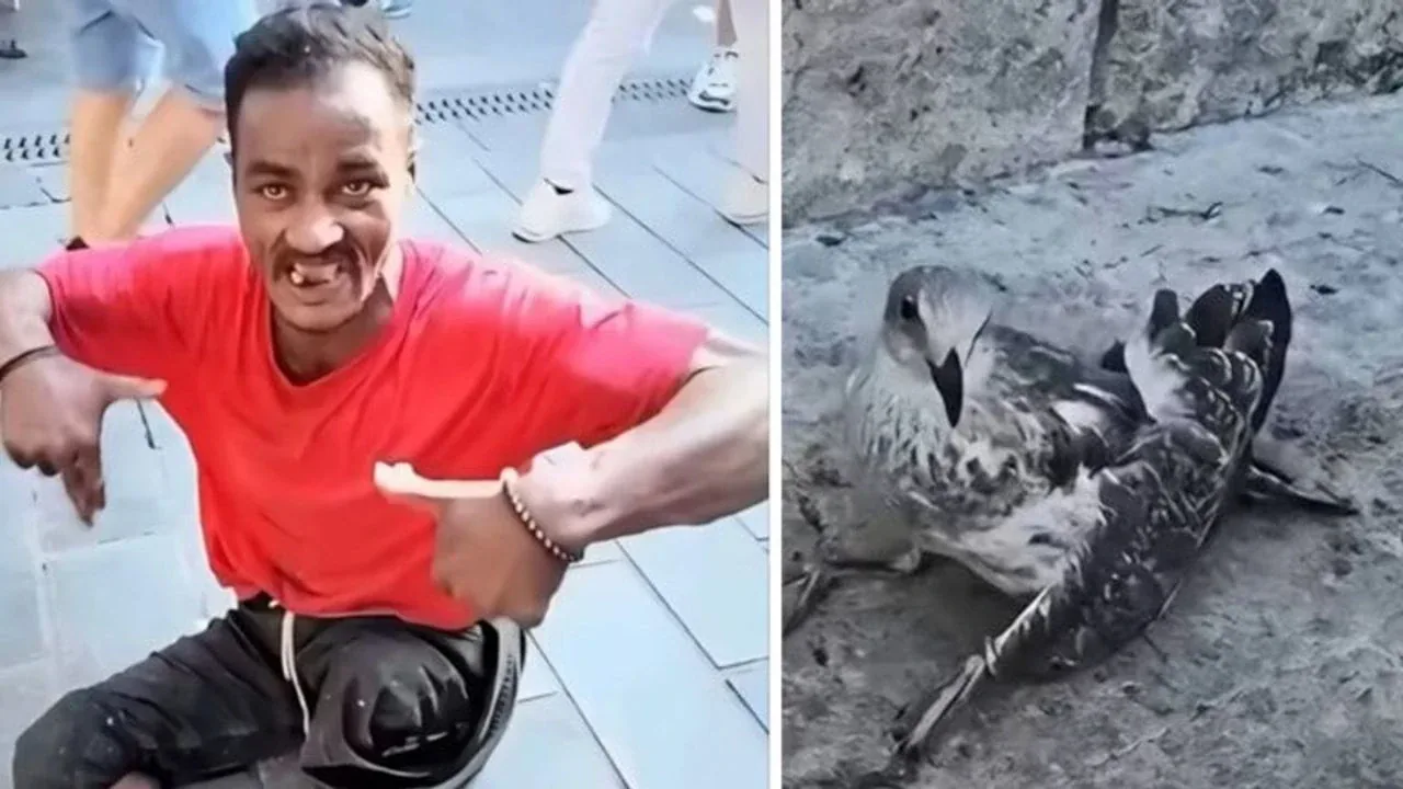 Üsküdar'da martılara işkence eden şahıs için sınır dışı kararı Üsküdar'da martılara işkence eden şahıs için sınır dışı kararı