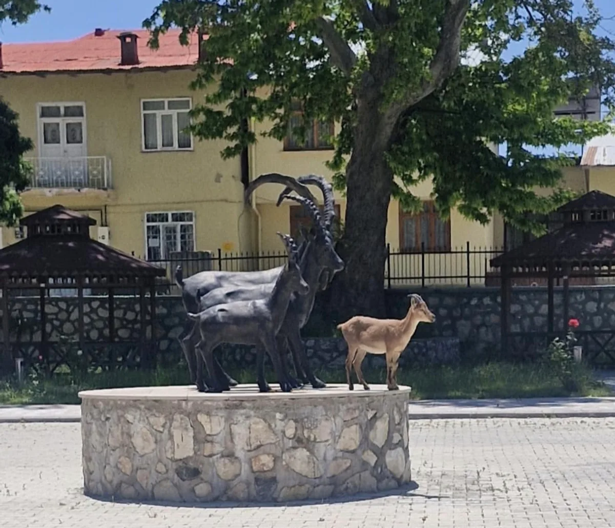 Çemişgezek'te Gerçek ve Heykel Bir Arada: Yaban Keçisinden İlginç Davranış Çemişgezek'te Gerçek ve Heykel Bir Arada: Yaban Keçisinden İlginç Davranış