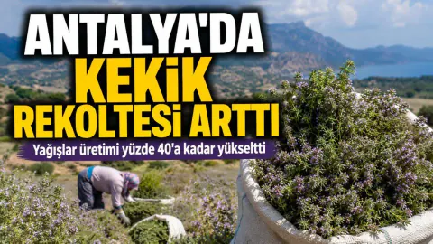 Antalya'da Yağışlar Kekik Rekoltesini %40 Artırdı