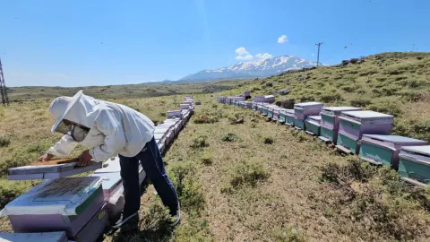 Süphan Dağı'nın Endemik Florası Bal Üretiminde Verimi Artırdı