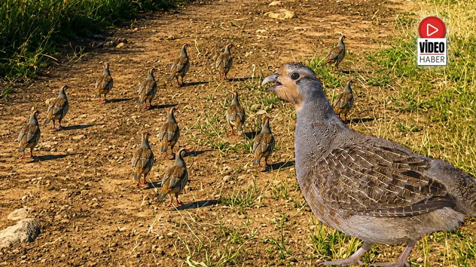 İliç'te Yayla Yolculuğuna Çil Keklikler Eşlik Etti görseli