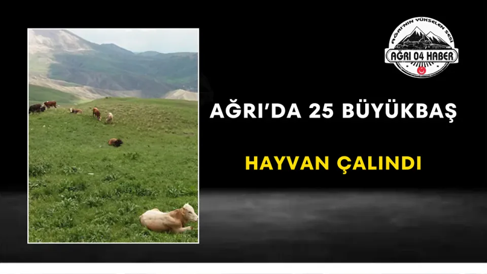 Ağrı'da Yaylada Gece Baskını: 25 Büyükbaş Hayvan Çalındı görseli