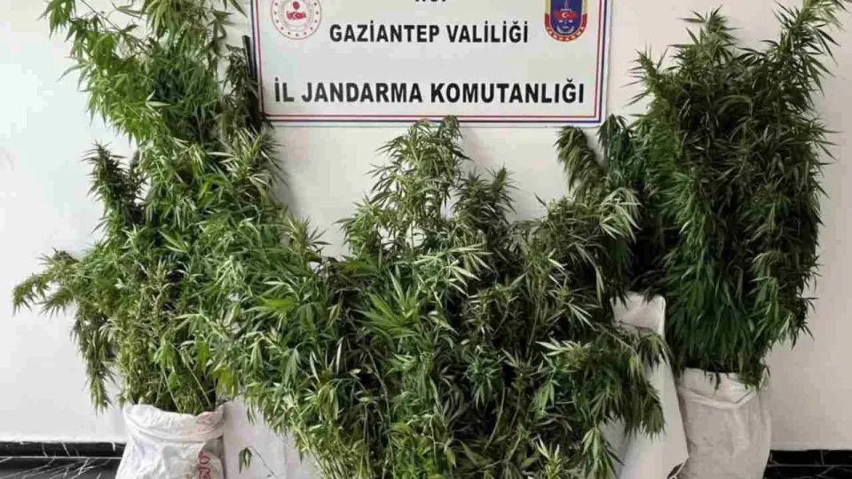 Gaziantep'te Jandarma Operasyonu: 215 Kök Kenevir Ele Geçirildi görseli