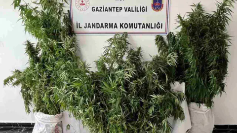Gaziantep'te Jandarma Operasyonu: 215 Kök Kenevir Ele Geçirildi