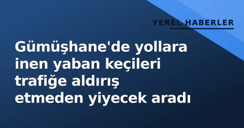 Gümüşhane'de yollara inen yaban keçileri trafiğe aldırış etmeden yiyecek aradı