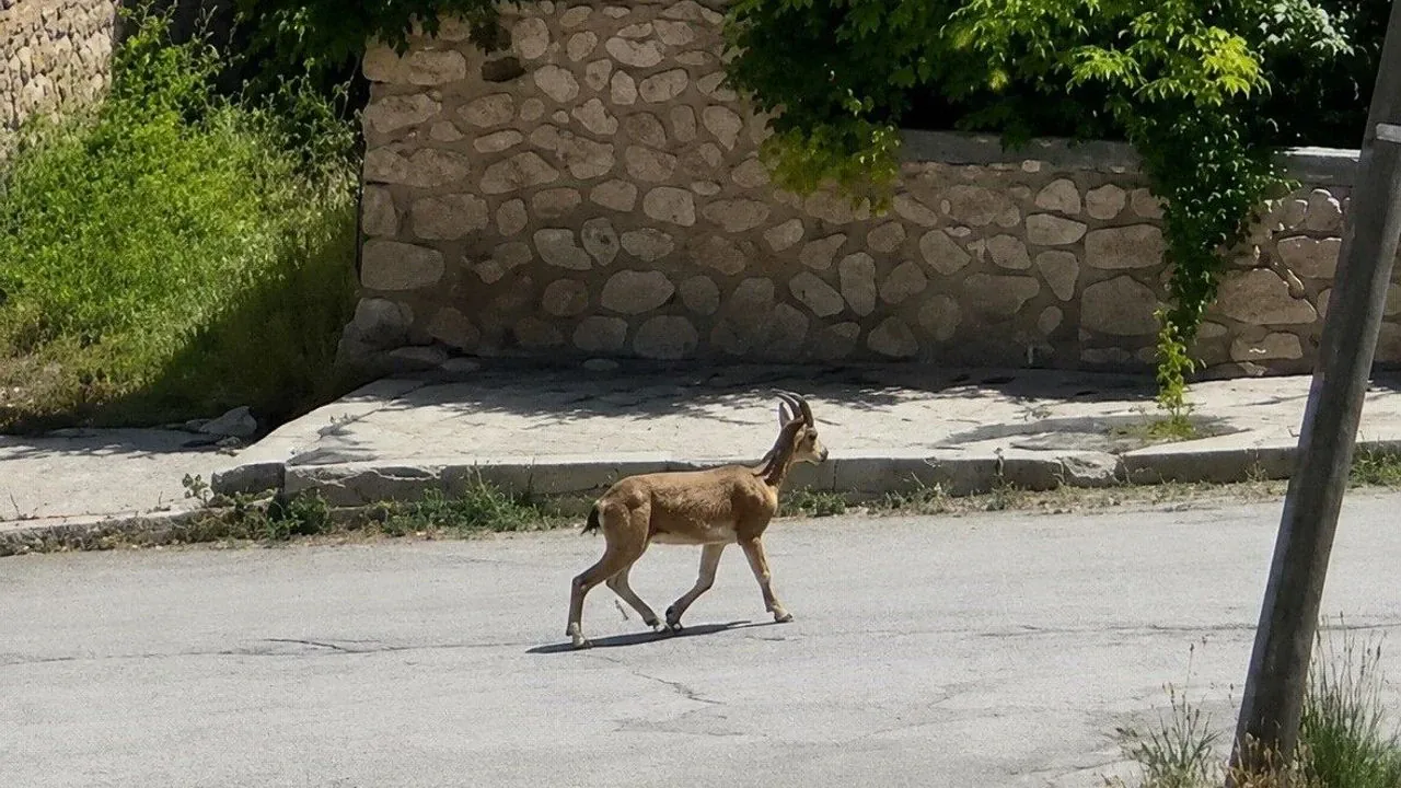 Erzincan Kemah'ta nadir anlar: Dağ keçisi ilçe merkezine indi Erzincan Kemah'ta nadir anlar: Dağ keçisi ilçe merkezine indi