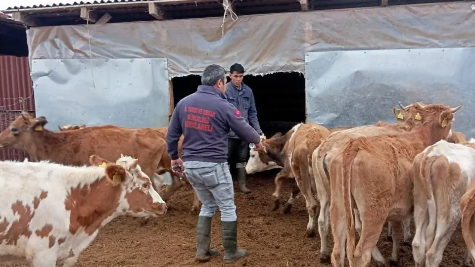 Vize’de Büyükbaş Hayvanlarda Sonbahar Aşılaması Devam Ediyor: Aşı Türleri ve Takvim Belli Oldu görseli