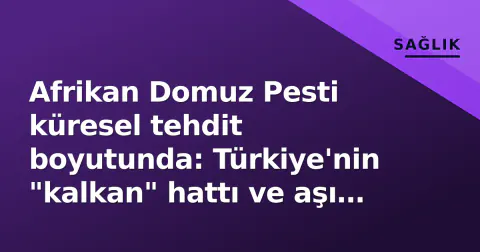 Afrikan Domuz Pesti küresel tehdit boyutunda: Türkiye'nin "kalkan" hattı ve aşı yarışı