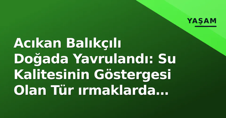 Acıkan Balıkçılı Doğada Yavrulandı: Su Kalitesinin Göstergesi Olan Tür ırmaklarda Görüldü görseli