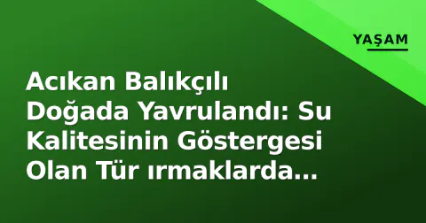 Acıkan Balıkçılı Doğada Yavrulandı: Su Kalitesinin Göstergesi Olan Tür ırmaklarda Görüldü