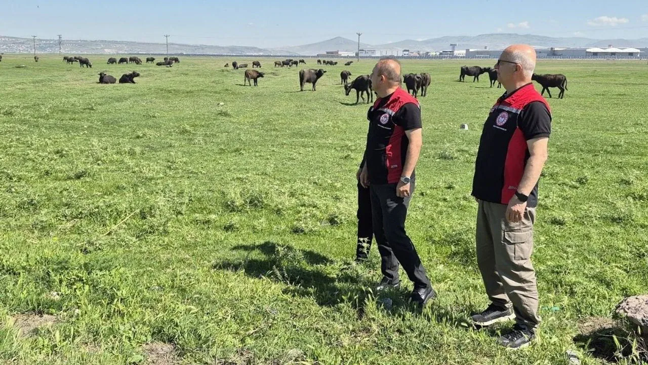 Kayseri Manda Yetiştiriciliğinde Yeni Dönem: Türkiye'nin 4. Büyük Gücü Kayseri Manda Yetiştiriciliğinde Yeni Dönem: Türkiye'nin 4. Büyük Gücü