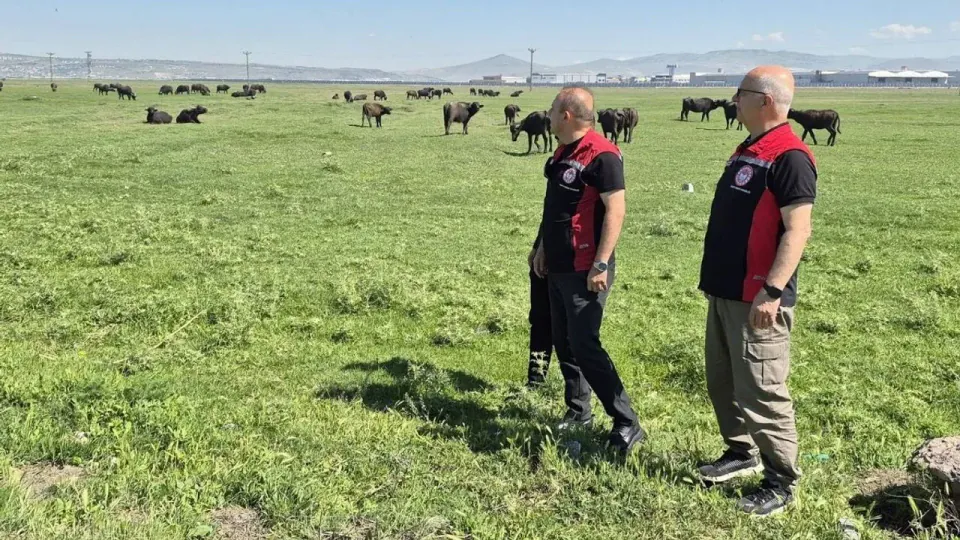 Kayseri Manda Yetiştiriciliğinde Yeni Dönem: Türkiye'nin 4. Büyük Gücü görseli