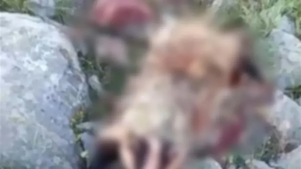 Erzincan'da Nadir Görülen Porsuk Köpek Saldırısıyla Telef Oldu görseli