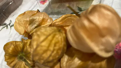 Altın çilek pazarında: Kilosu 450 TL'ye dayandı, ananas tadıyla raflarda yer edindi
