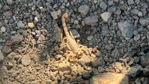 Karaadilli'de Vişne Hasadı Yapan Vatandaşa Akrep Soktu