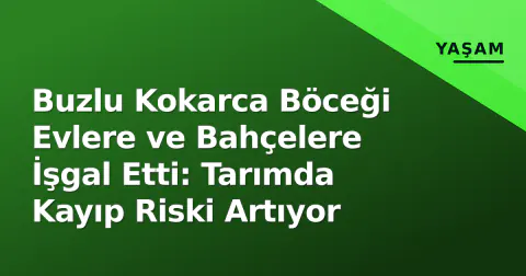 Buzlu Kokarca Böceği Evlere ve Bahçelere İşgal Etti: Tarımda Kayıp Riski Artıyor
