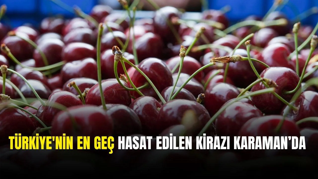 Vali Çiçek, Türkiye'nin En Geç Hasat Edilen Kirazını İnceledi Vali Çiçek, Türkiye'nin En Geç Hasat Edilen Kirazını İnceledi