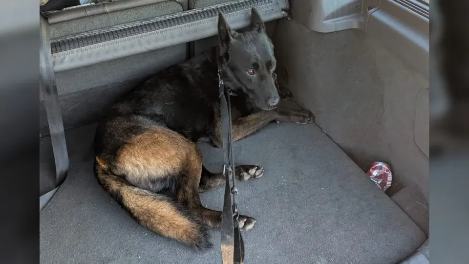 Holland'da Kaybolan Polis Köpeği King'e Mutlu Son: Dramatik Kurtuluş görseli