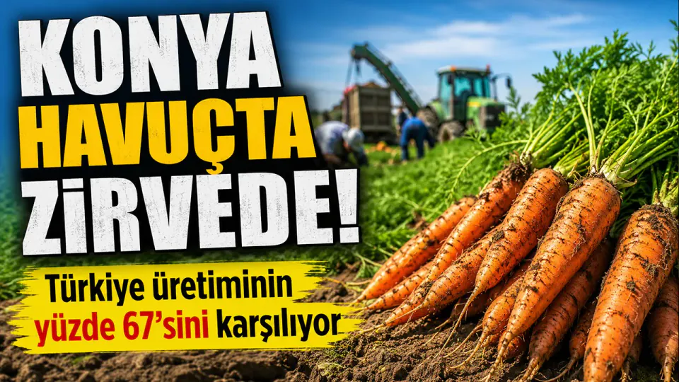 Konya Havuç Üretiminde Türkiye'nin Lideri: Üretimin Yüzde 67'si Buradan görseli