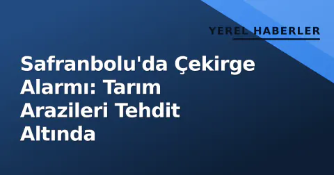 Safranbolu'da Çekirge Alarmı: Tarım Arazileri Tehdit Altında