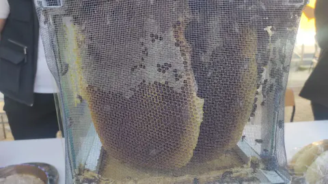 Sason Bal Festivali'nde rekor fiyat: 1 kilogram tescilli bal 400 bin liraya satıldı