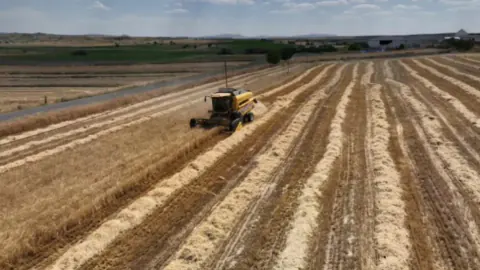 Nevşehir'de Arpa Hasadı Başladı: Verimli Sezon ve Kritik Uyarılar