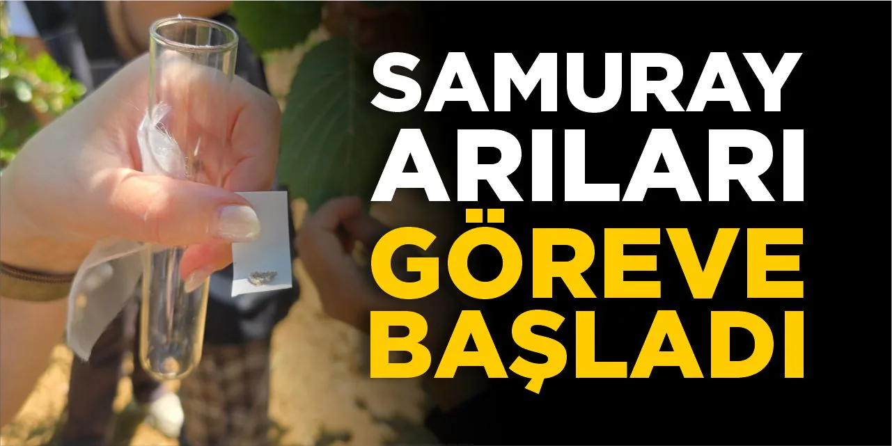 Bilecik'te Tarımda Samuray Arısı Dönemi: Kahverengi Kokarca ile Mücadele Başladı Bilecik'te Tarımda Samuray Arısı Dönemi: Kahverengi Kokarca ile Mücadele Başladı