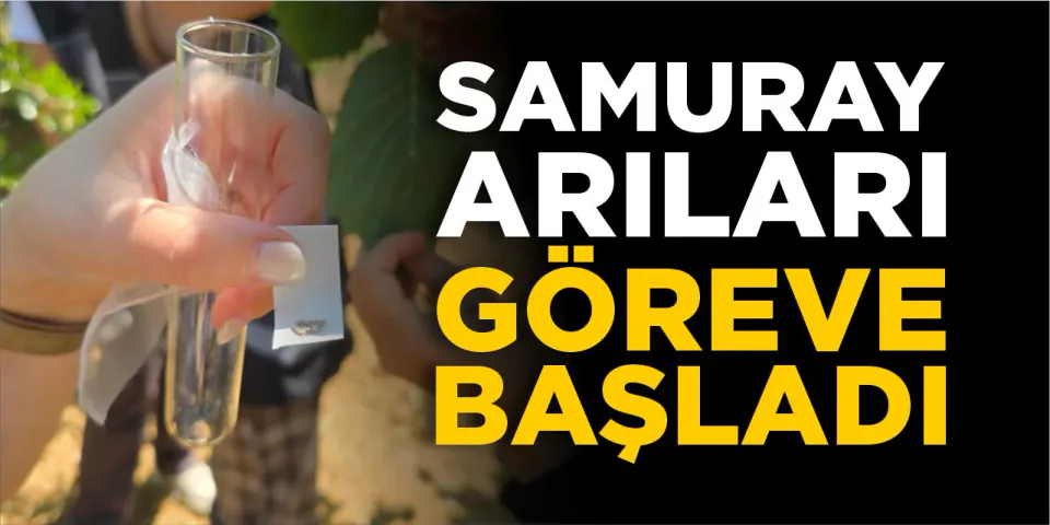 Bilecik'te Tarımda Samuray Arısı Dönemi: Kahverengi Kokarca ile Mücadele Başladı görseli