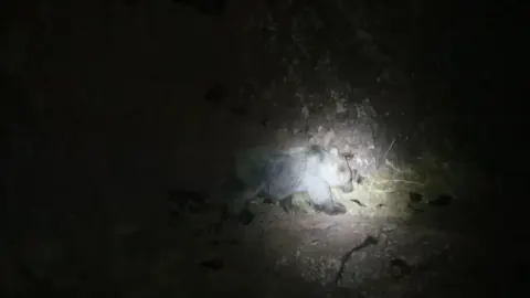 Tunceli'de Nadir Görüntü: Yaban Domuzu ve Boz Ayı Aynı Karede