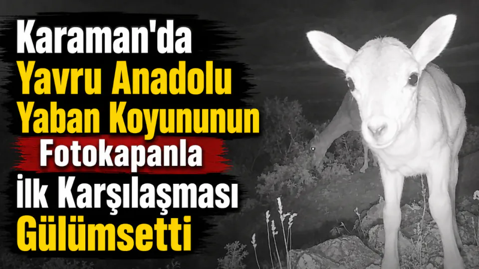Karaman'da Nadir Görüntü: Yavru Anadolu Yaban Koyunu Fotokapanla Tanıştı görseli