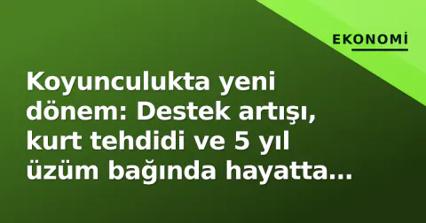 Koyunculukta yeni dönem: Destek artışı, kurt tehdidi ve 5 yıl üzüm bağında hayatta kalan sürünün gizemi