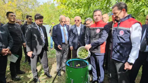 Adilcevaz Cevizi'nde hasat başladı: 18 bin tonluk rekor üretim hedefleniyor