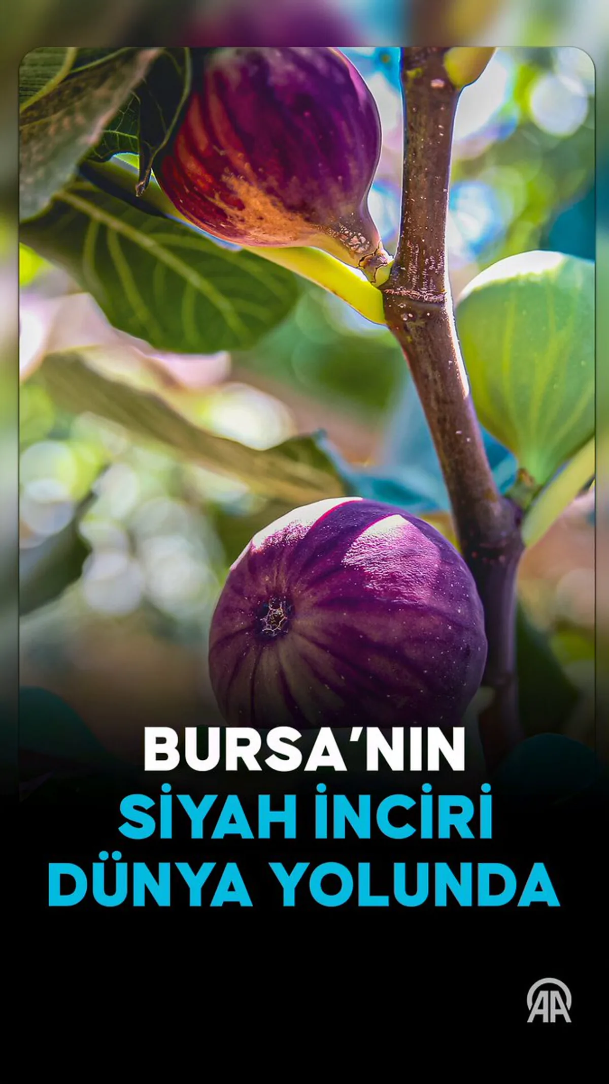 Bursa Siyah İncirinde İhracat Hedefi Belirlendi: Rekolte Düşüşüne Rağmen Kalite Umut Veriyor Bursa Siyah İncirinde İhracat Hedefi Belirlendi: Rekolte Düşüşüne Rağmen Kalite Umut Veriyor