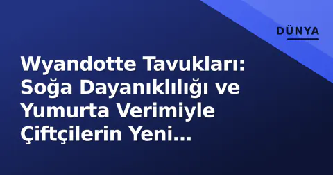 Wyandotte Tavukları: Soğa Dayanıklılığı ve Yumurta Verimiyle Çiftçilerin Yeni Favorisi