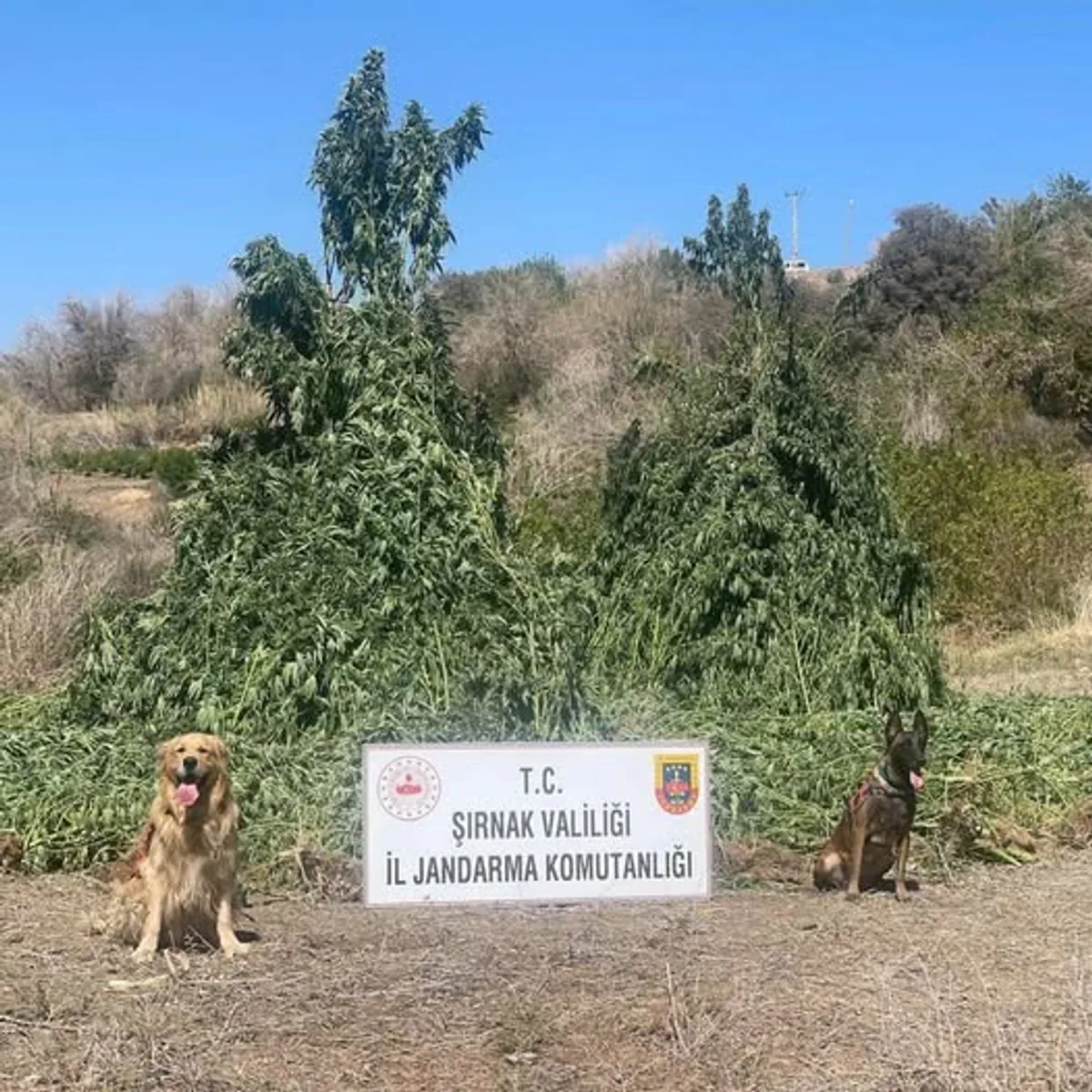 Şırnak'ta Dev Uyuşturucu Operasyonu: 1.5 Milyar TL'lik Madde Ele Geçirildi Şırnak'ta Dev Uyuşturucu Operasyonu: 1.5 Milyar TL'lik Madde Ele Geçirildi