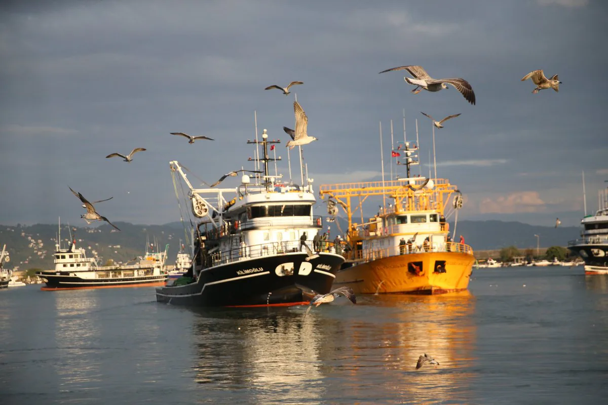Karadeniz'de Hamsi Bolluğu: Balıkçılar Sevindirildi, Tüketiciler Fırsat Yaktı Karadeniz'de Hamsi Bolluğu: Balıkçılar Sevindirildi, Tüketiciler Fırsat Yaktı
