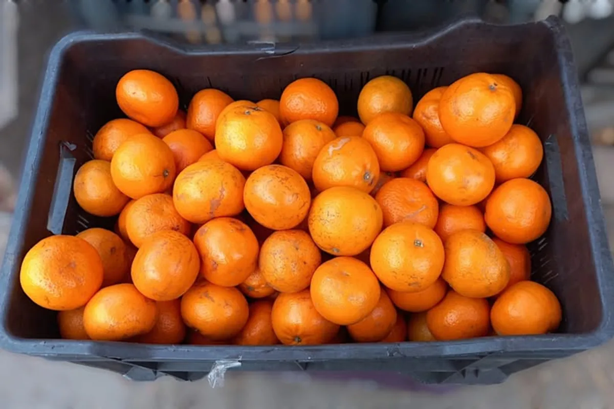 Türkiye'de Yetişen Mandalina Çeşitleri ve Özellikleri Türkiye'de Yetişen Mandalina Çeşitleri ve Özellikleri