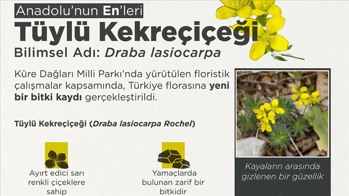 Kastamonu'da Keşfedilen Yeni Bitki Türü: Tüylü Kekreçiçeği Kastamonu'da Keşfedilen Yeni Bitki Türü: Tüylü Kekreçiçeği