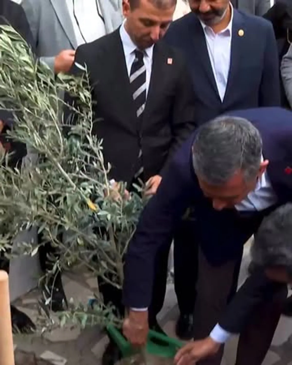 Muğla'da 1 Milyon Zeytin Ağacının Geleceği Tehlike Altında Muğla'da 1 Milyon Zeytin Ağacının Geleceği Tehlike Altında