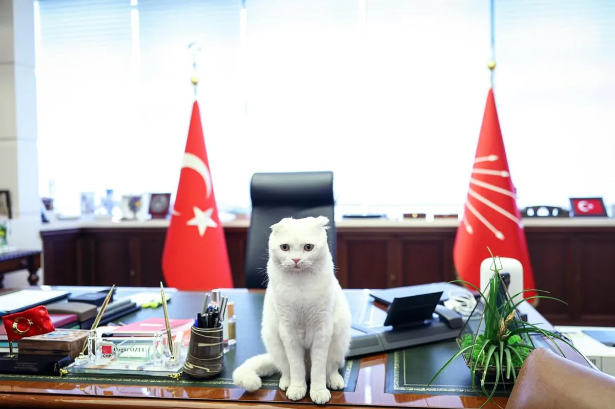 CHP Genel Başkanı Özgür Özel'den 4 Ekim Dünya Hayvanları Koruma Günü Mesajı CHP Genel Başkanı Özgür Özel'den 4 Ekim Dünya Hayvanları Koruma Günü Mesajı