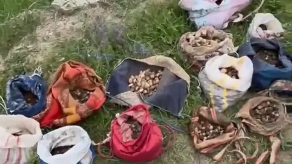 Nesli Tehlikedeki Salep Orkidelerine Ağır Ceza: 10 Kişiye Milyonluk Yaptırım görseli