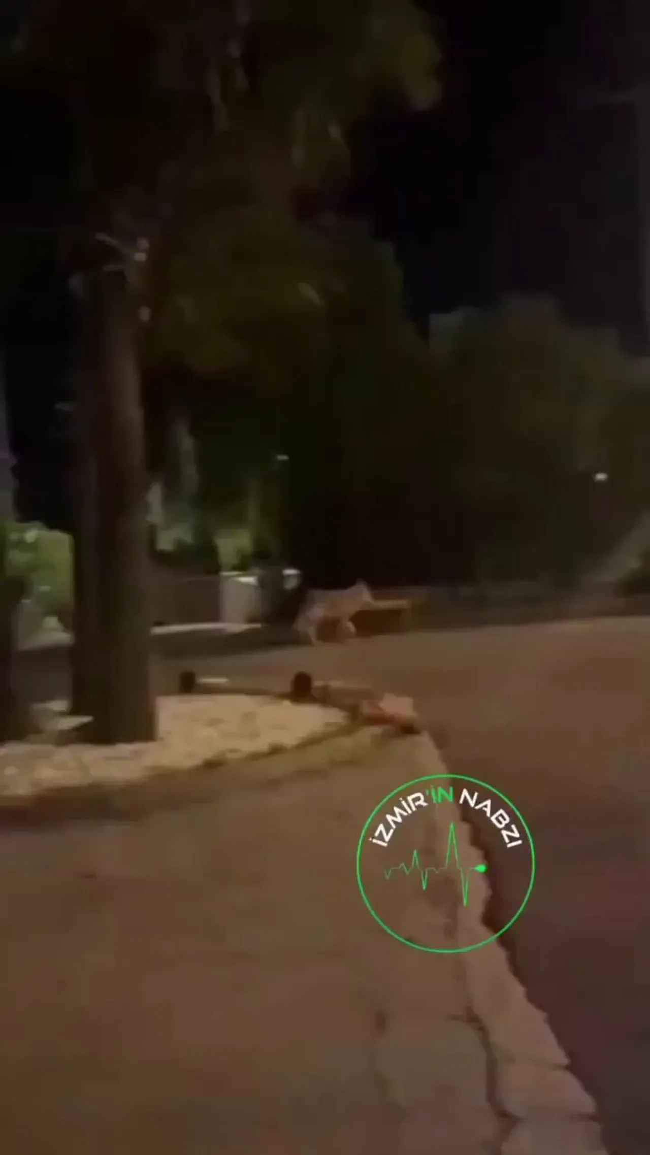 İzmir'de Şehir İçinde Görüntülenen Kurtlar Gündem Oldu İzmir'de Şehir İçinde Görüntülenen Kurtlar Gündem Oldu