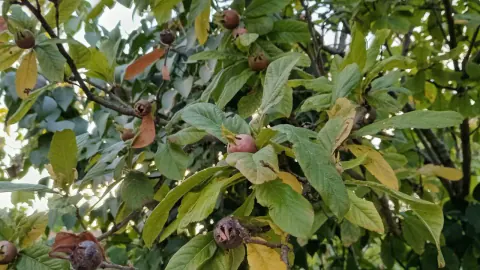 Kırklareli'de Muşmula Mevsimi Başladı: İstranca Dağları'ndan 'Unutulmaz' Meyve Geliyor