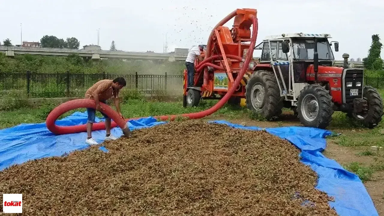 Karadeniz'de Fındık Sezonu Öncesi Patoz Ücretleri Belli Oldu: Saatlik 6 Bin TL Karadeniz'de Fındık Sezonu Öncesi Patoz Ücretleri Belli Oldu: Saatlik 6 Bin TL
