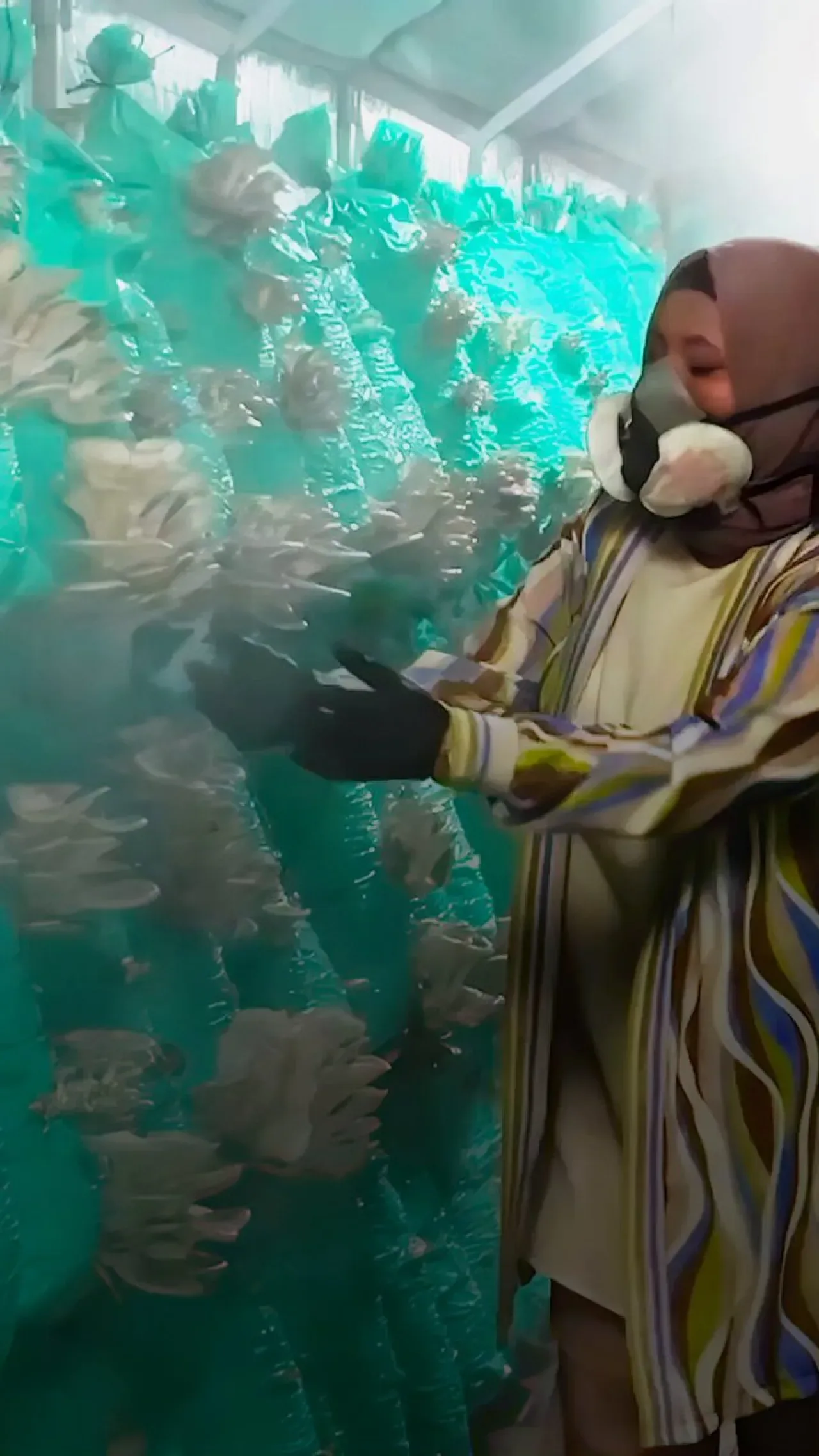 Afyonkarahisarlı Kadın Girişimci Çadır Seralarda Yılda 40 Ton İstiridye Mantarı Üretiyor Afyonkarahisarlı Kadın Girişimci Çadır Seralarda Yılda 40 Ton İstiridye Mantarı Üretiyor