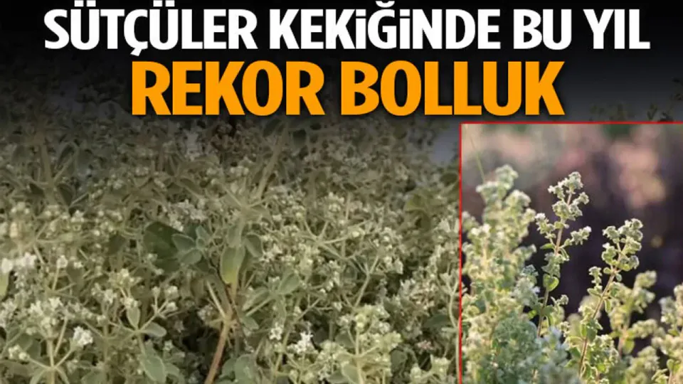 Sütçüler Keki iğinde Bu Yıl Rekor Bolluk: Coğrafi İşaretli Ür ün İhracatta Öne Çıkıyor görseli