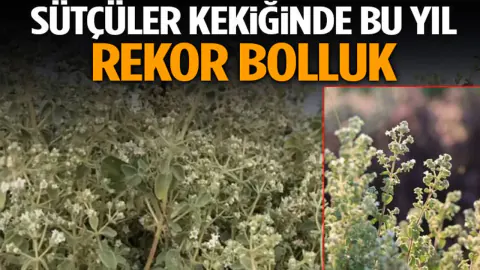 Sütçüler Keki iğinde Bu Yıl Rekor Bolluk: Coğrafi İşaretli Ür ün İhracatta Öne Çıkıyor