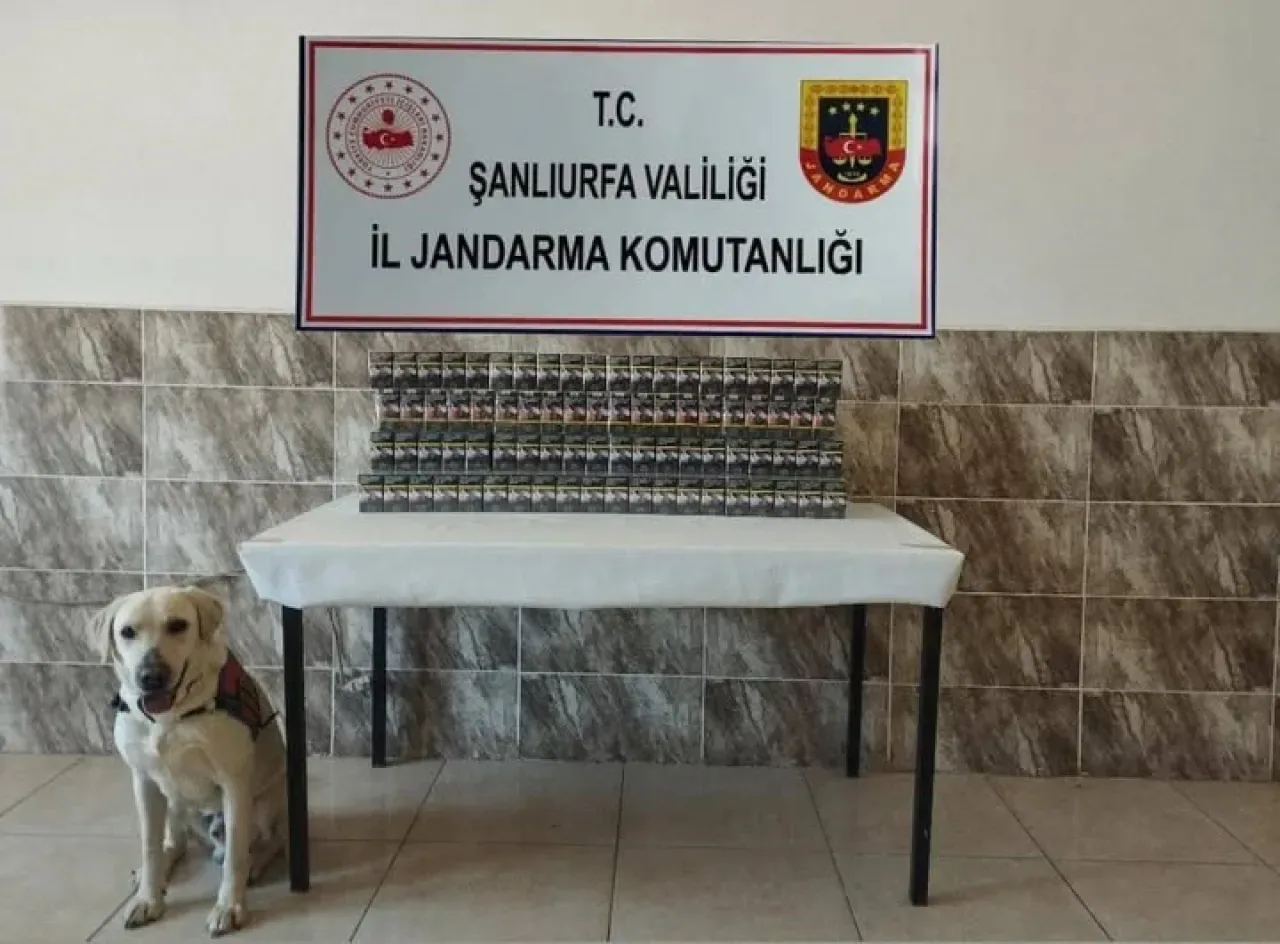 Şanlıurfa'da Jandarma Operasyonu: 7 Bin 940 Paket Kaçak Sigara Ele Geçirildi Şanlıurfa'da Jandarma Operasyonu: 7 Bin 940 Paket Kaçak Sigara Ele Geçirildi